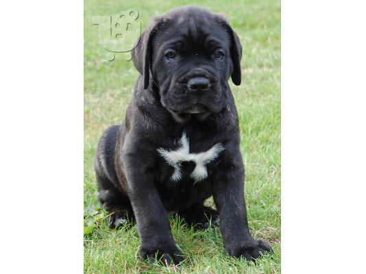 PoulaTo: cane corso
